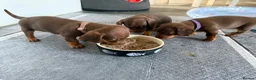 Miniature Dachshund dogs for sale: 3 smooth-haired miniature dachshunds in Coulsdon - Advert 2