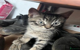 British Shorthair cats for sale: Beautiful kittens from farm cat. - Image 4