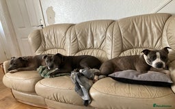 Staffordshire Bull Terrier dogs for sale: Kc Staffordshire bull terrior puppies - Image 14