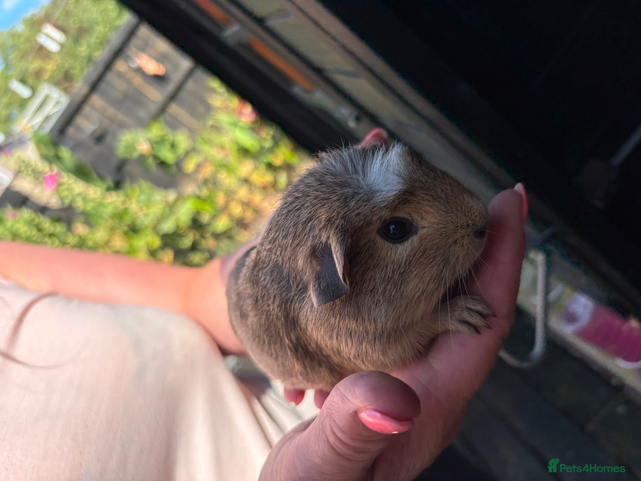 Guinea Pig rodents Ready to leave now 6 sows 1 boar left - Advert 14
