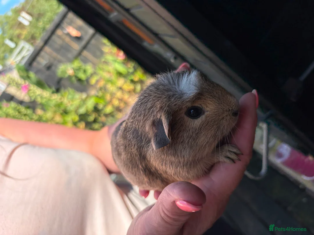 Guinea Pig rodents for sale: Ready to leave now 3 boars left - Advert 1