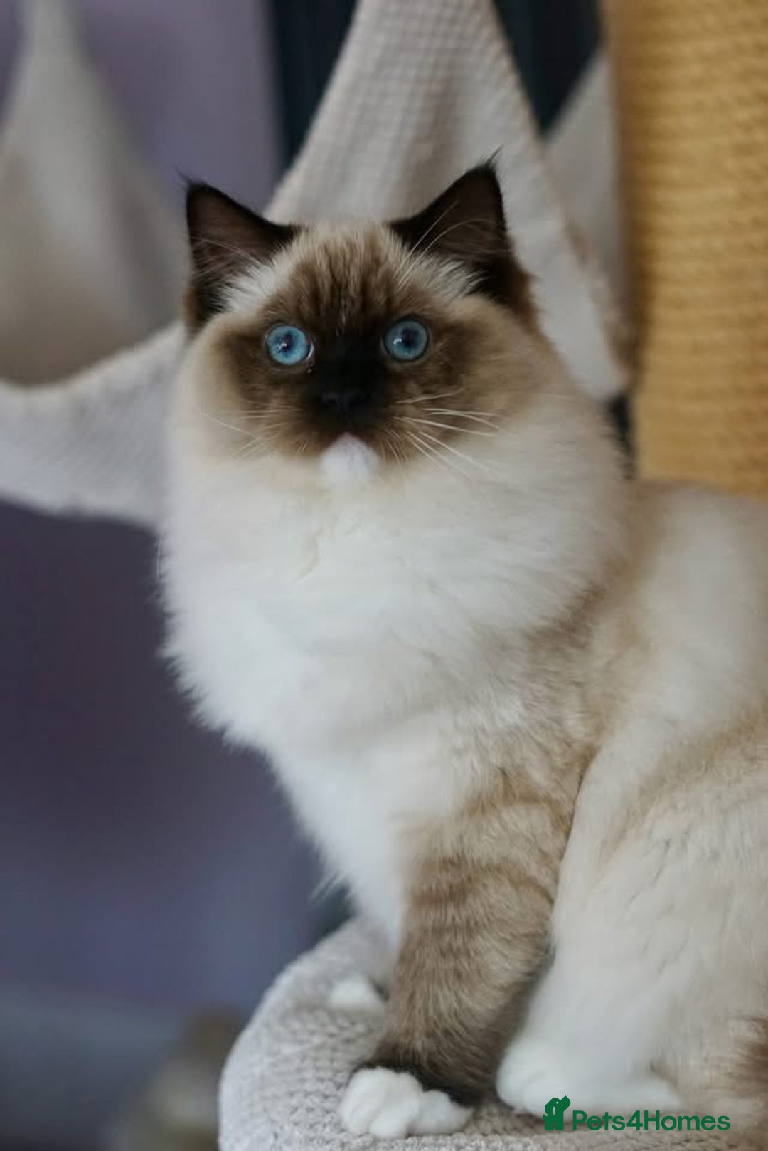 Ragdoll cats for sale: Pedigree Adult Ragdolls  - Advert 20