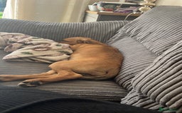 Mixed Breed dogs for sale: 16 week old hunter way female tan coloured  - Image 4