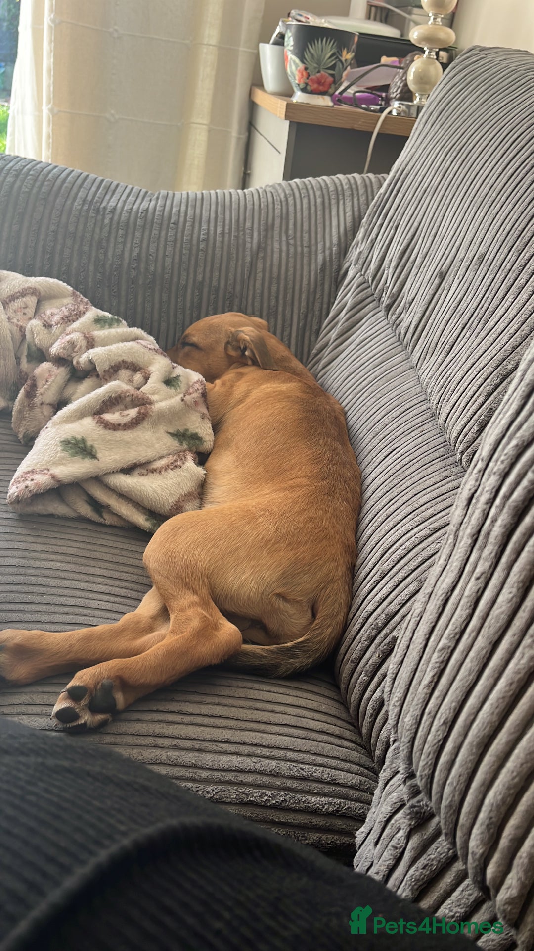 Mixed Breed dogs for sale: 16 week old hunter way female tan coloured  - Image 4