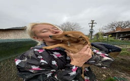 Mixed Breed dogs for adoption: Lucy - North Walsham Norfolk  - Advert 2