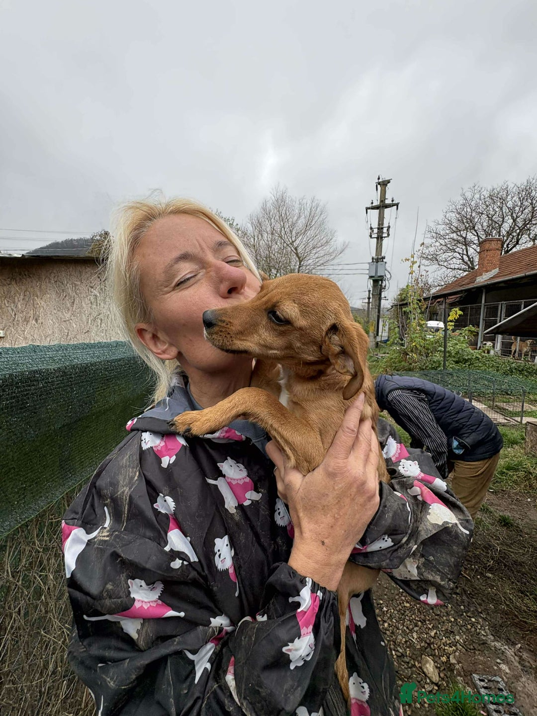 Mixed Breed dogs for adoption: Lucy - North Walsham Norfolk  - Advert 2