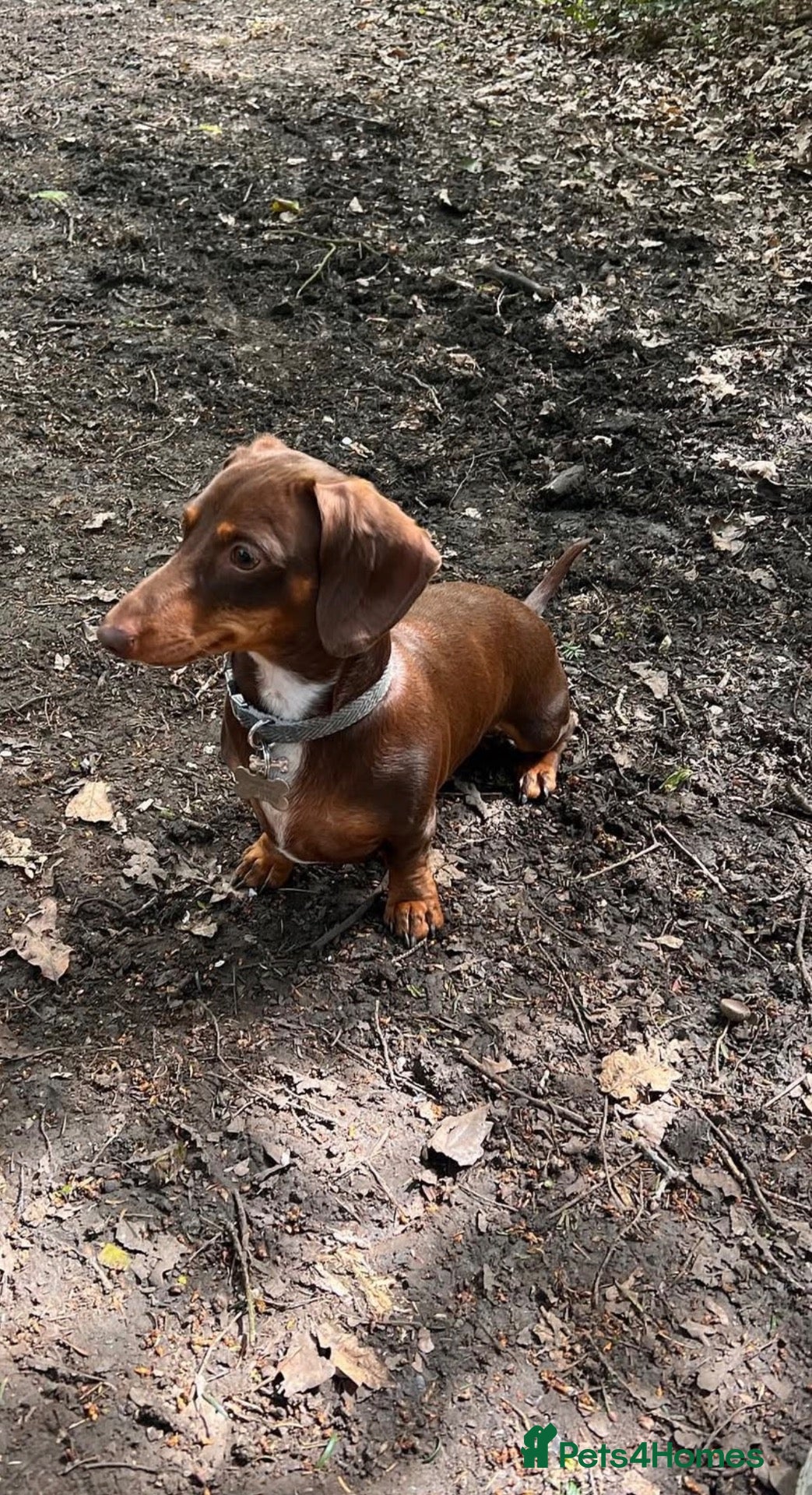 Miniature Dachshund dogs Perseus- Miniature Smooth-Haired Dachshund Stud - Advert 1