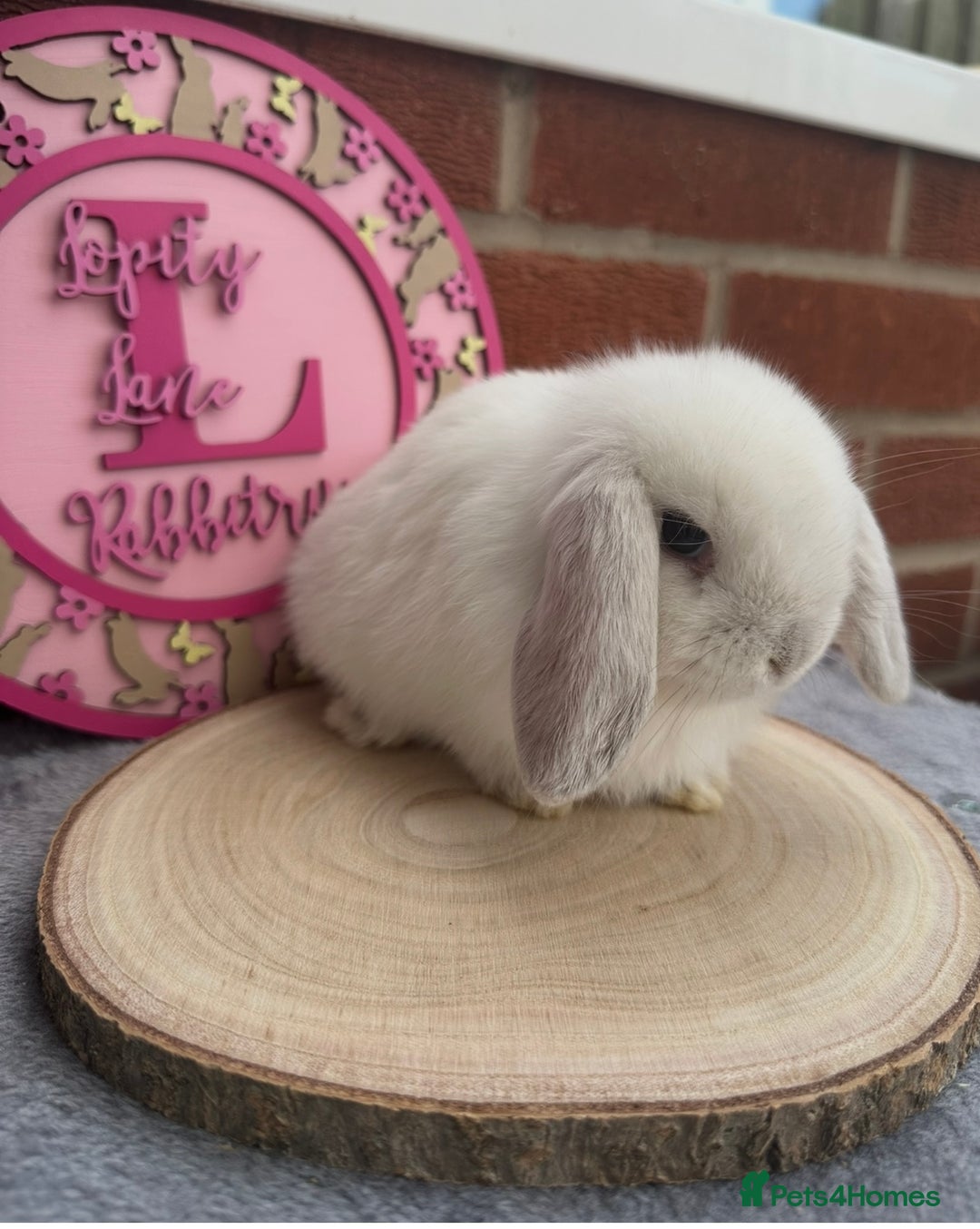 Mini Lop rabbits for sale: Pure Bred Minilops - Image 9