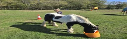 Irish Cob horses for sale: Traditional Cob - Advert 7