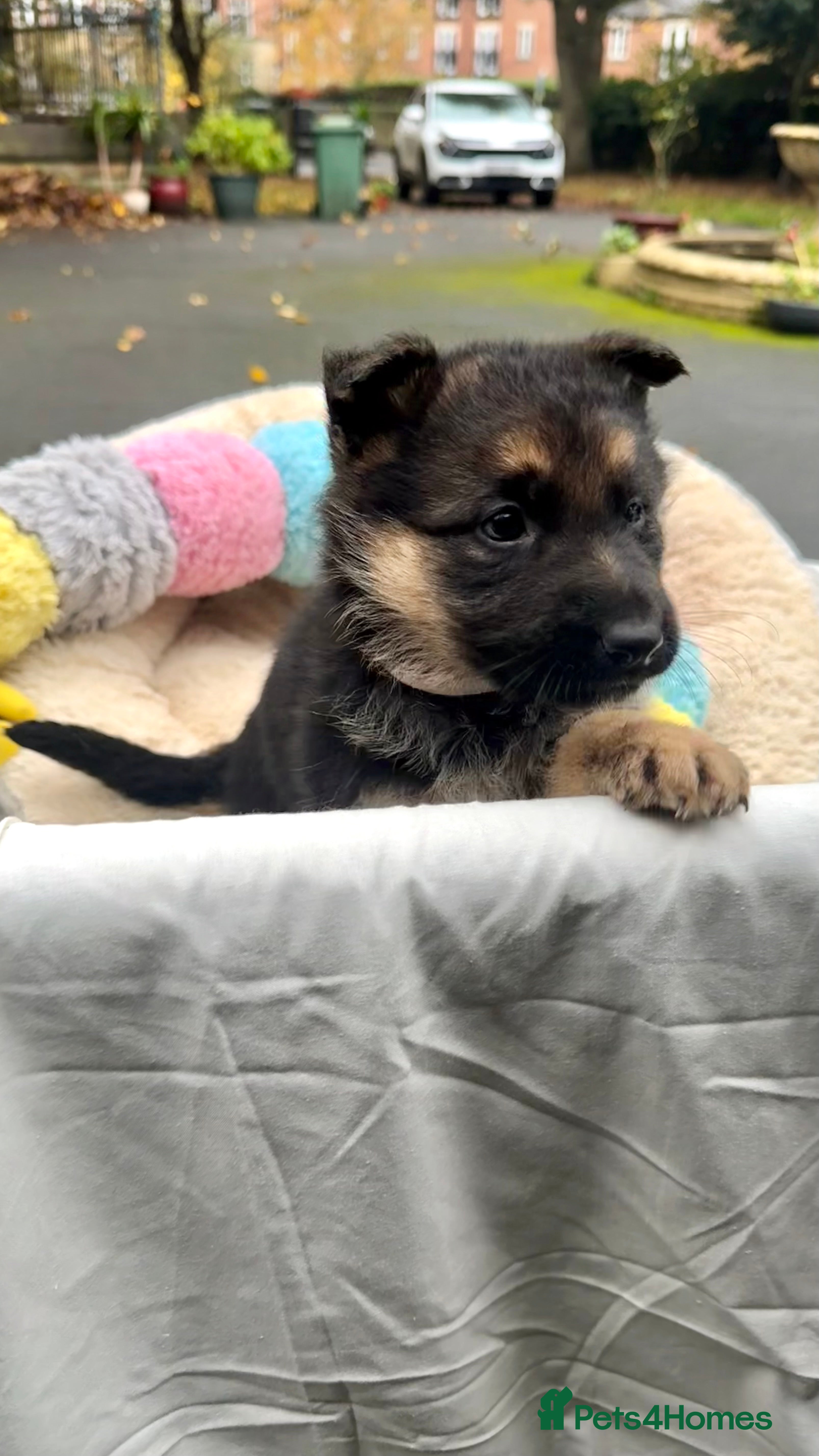 German Shepherd dogs CUTE golden/black German Shepherd puppies for sale - Advert 2