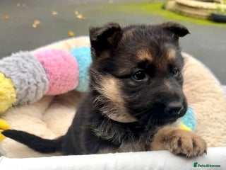 German Shepherd dogs CUTE golden/black German Shepherd puppies for sale - Advert 12