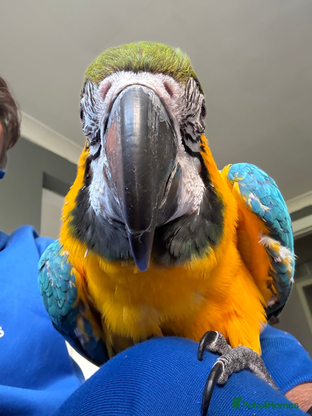 Macaws birds for sale: Ricco gold chested macaw - Advert 3