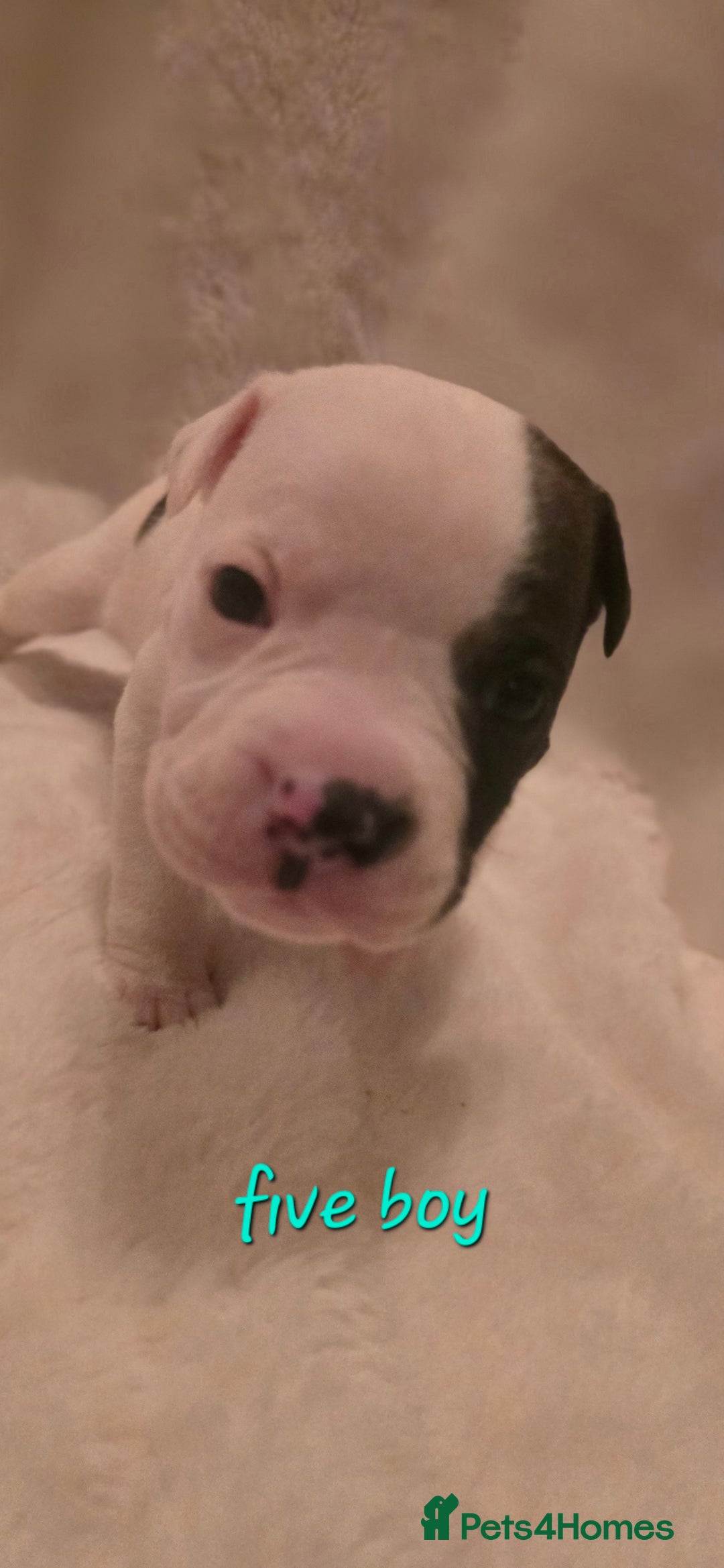 Mixed Breed dogs for sale: Olde english × staffie pups  - Advert 15