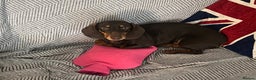 Miniature Dachshund dogs for sale: Mini daschund boy, 6 months, so lovely! - Advert 2