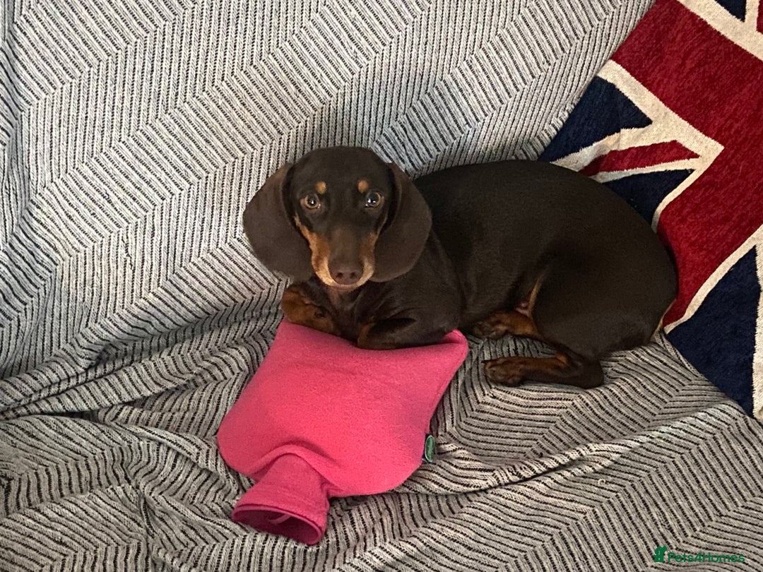 Miniature Dachshund dogs for sale: Mini daschund boy, 6 months, so lovely! - Advert 2
