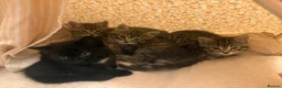 Domestic Shorthair cats for sale: 3 males and 1 female ready for their forever home - Advert 9