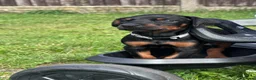 Dobermann dogs for sale: Champion Bloodline Doberman Puppies - Advert 19