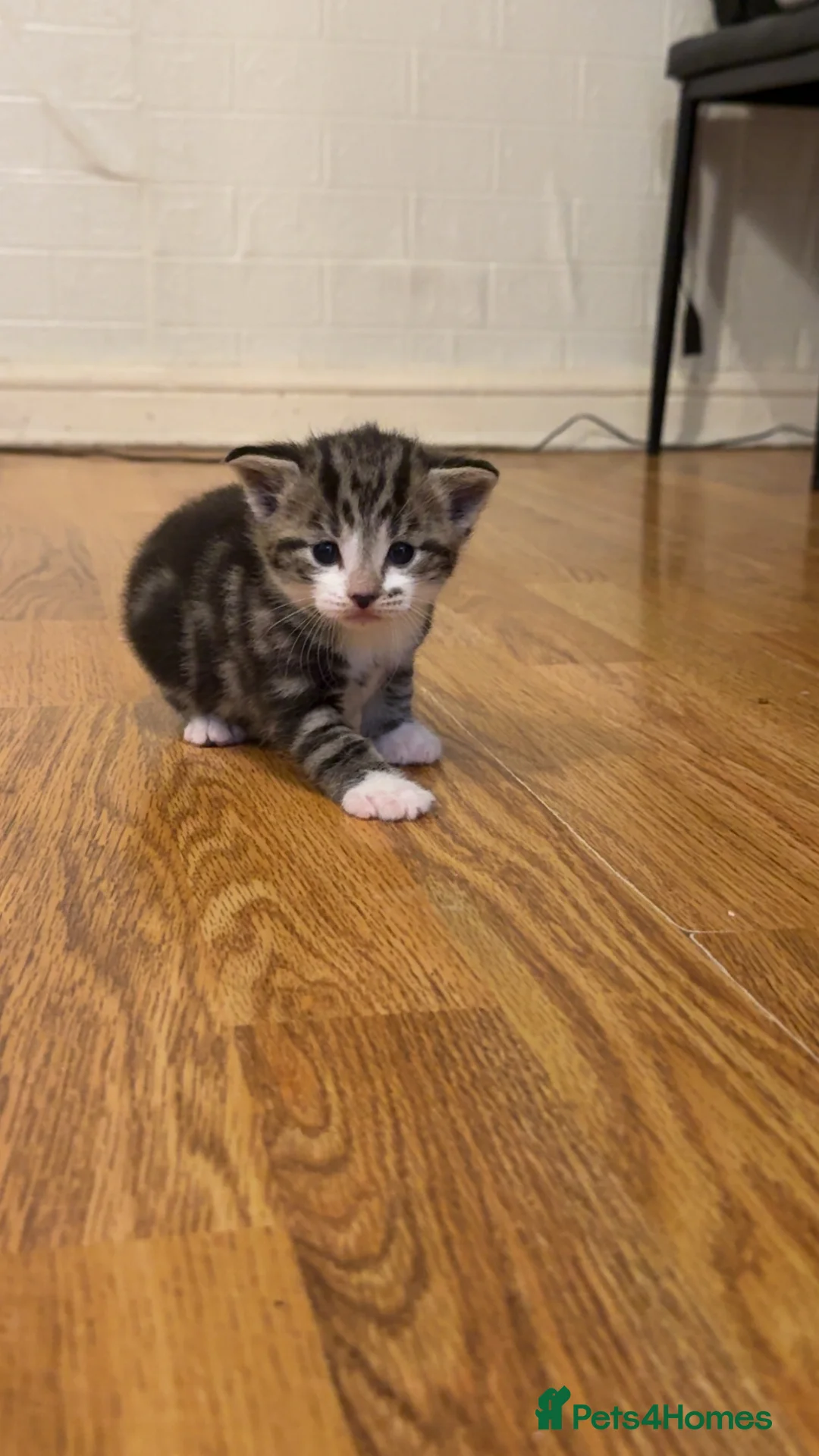 British Longhair cats for sale: Boy and girl kitten  - Advert 3