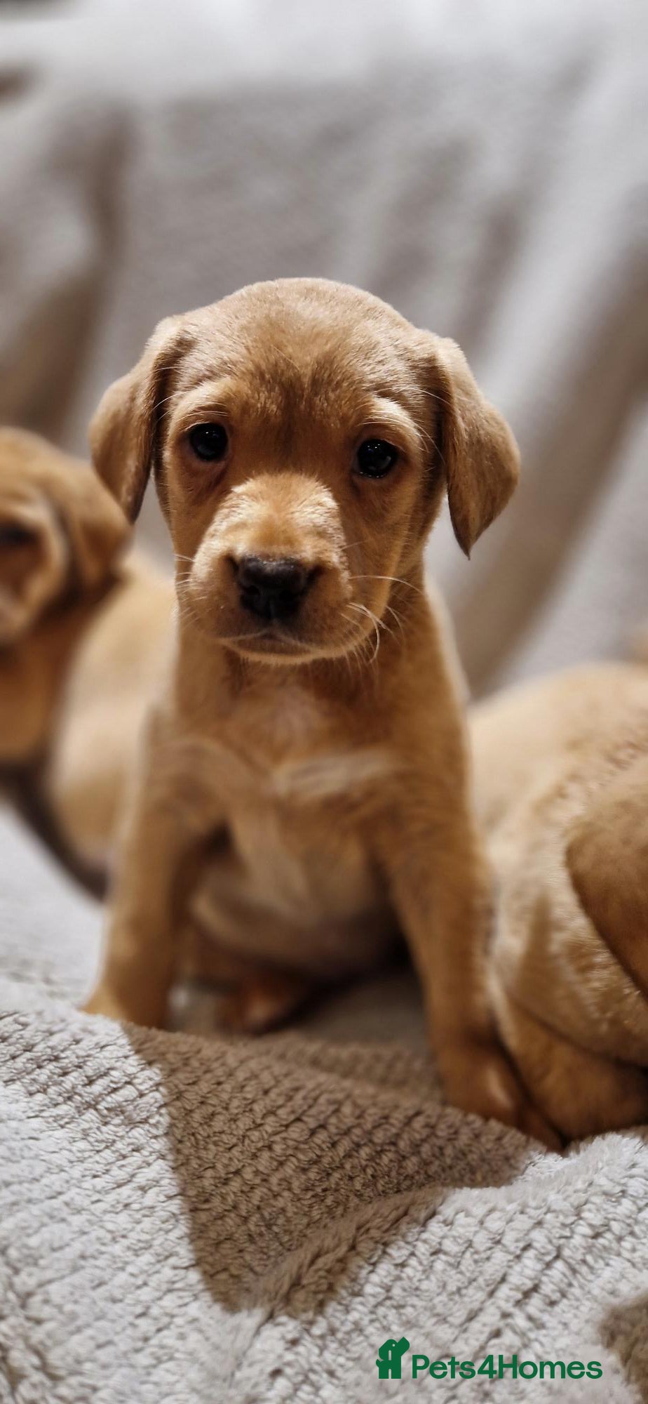 Labrador Retriever dogs Fox Red Labrador Puppies - Advert 2