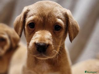 Labrador Retriever dogs Fox Red Labrador Puppies - Advert 2