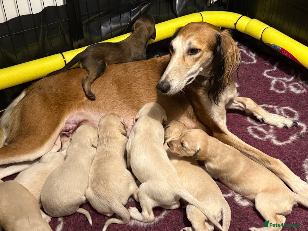 Saluki dogs for sale: Beautiful Saluki (new updated photos)  - Image 13