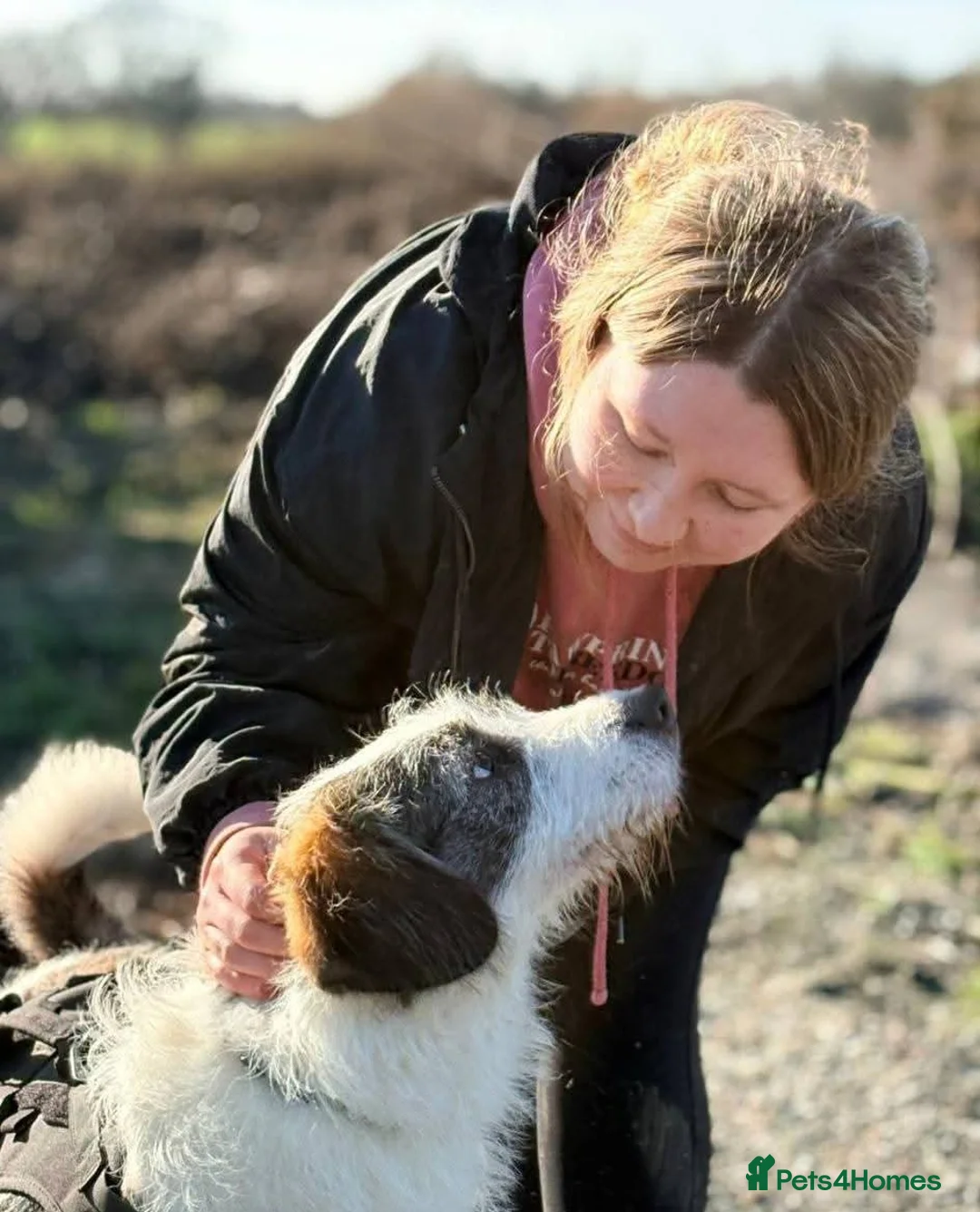 Mixed Breed dogs for adoption: Meet Ash, currently residing in Essex  - Advert 7