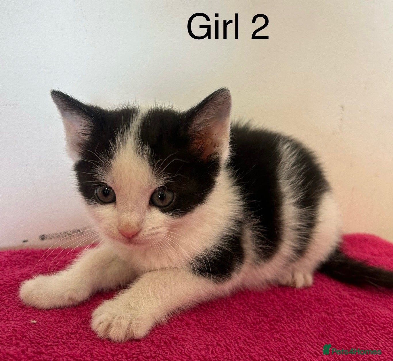 British Shorthair cats Kittens ready to go now  - Advert 14