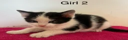 British Shorthair cats for sale: Kittens ready to go now  - Advert 3