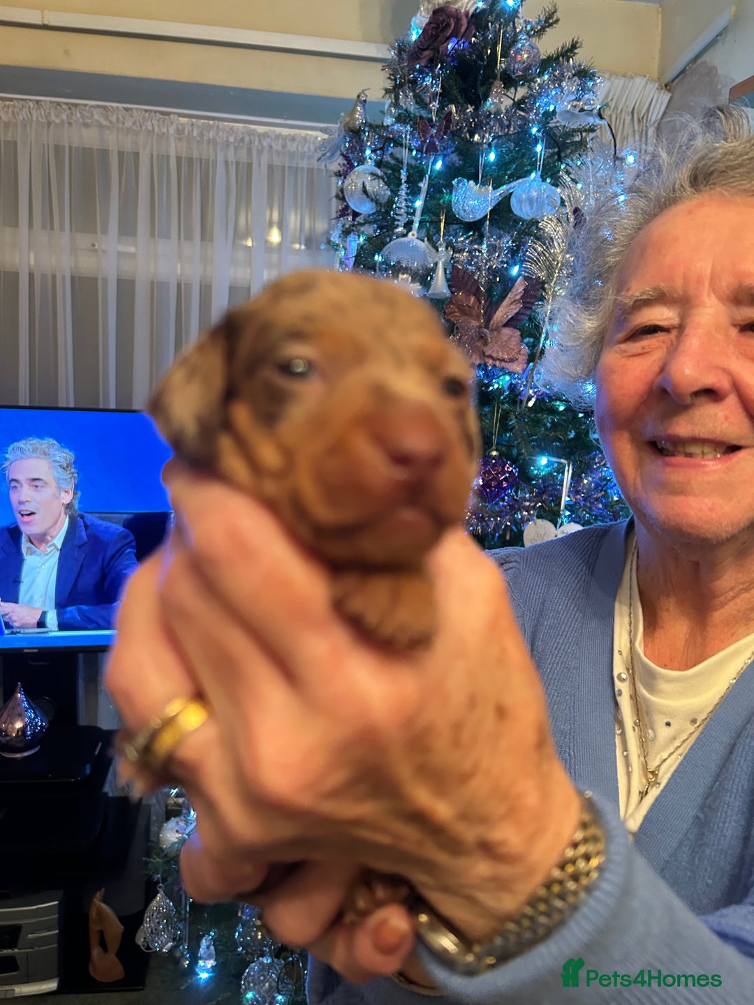 Miniature Dachshund dogs for sale: Beautiful miniature dachshunds - Advert 8