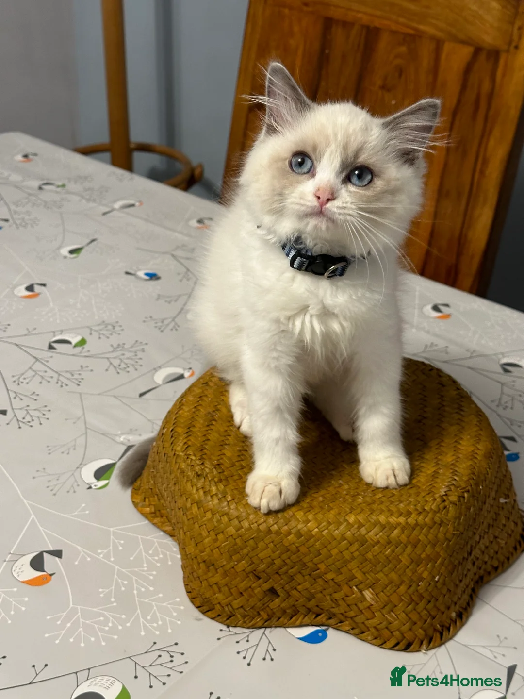 Ragdoll cats for sale:  ACTIVE CAT OR pet TICA Registered Ragdoll Kittens - Advert 33