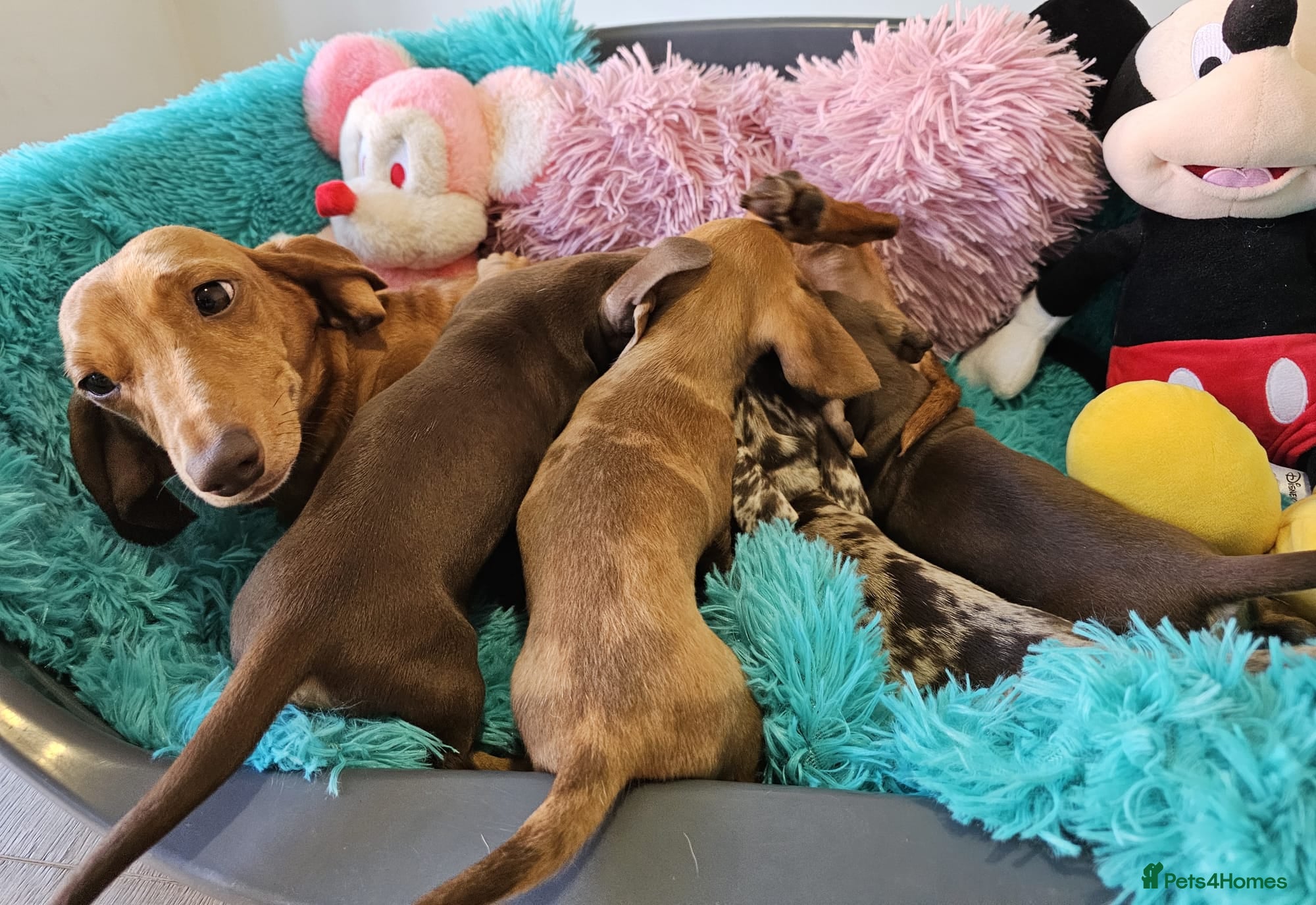 Dachshund dogs Little sweet Dachshund puppies - Advert 2