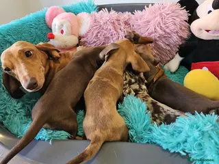 Dachshund dogs Little sweet Dachshund puppies - Advert 13