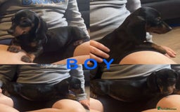 Dachshund dogs for sale: Dachshund puppies AVAILABLE NOW  - Image 4