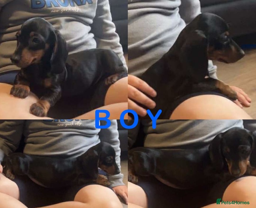 Dachshund dogs for sale: Dachshund puppies AVAILABLE NOW  - Image 4