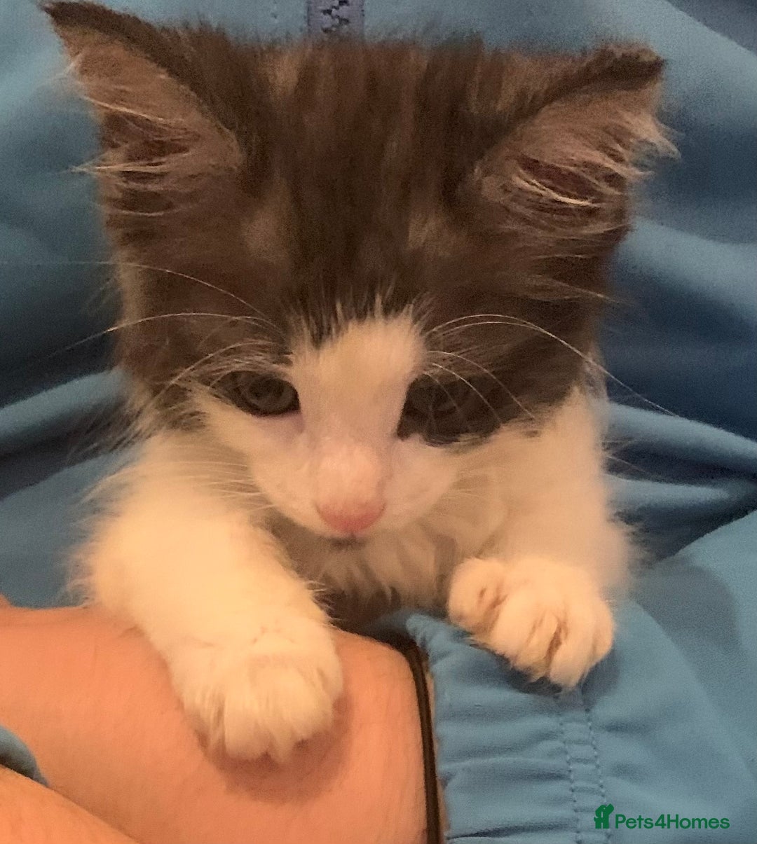 Maine Coon cats for sale: Kitten for sale  - Advert 1