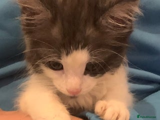 Maine Coon cats Kitten for sale - Advert 4