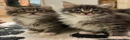 Maine Coon cats for sale: Maine Coon Absolutely Beautiful Kittens For Sale  - Advert 6