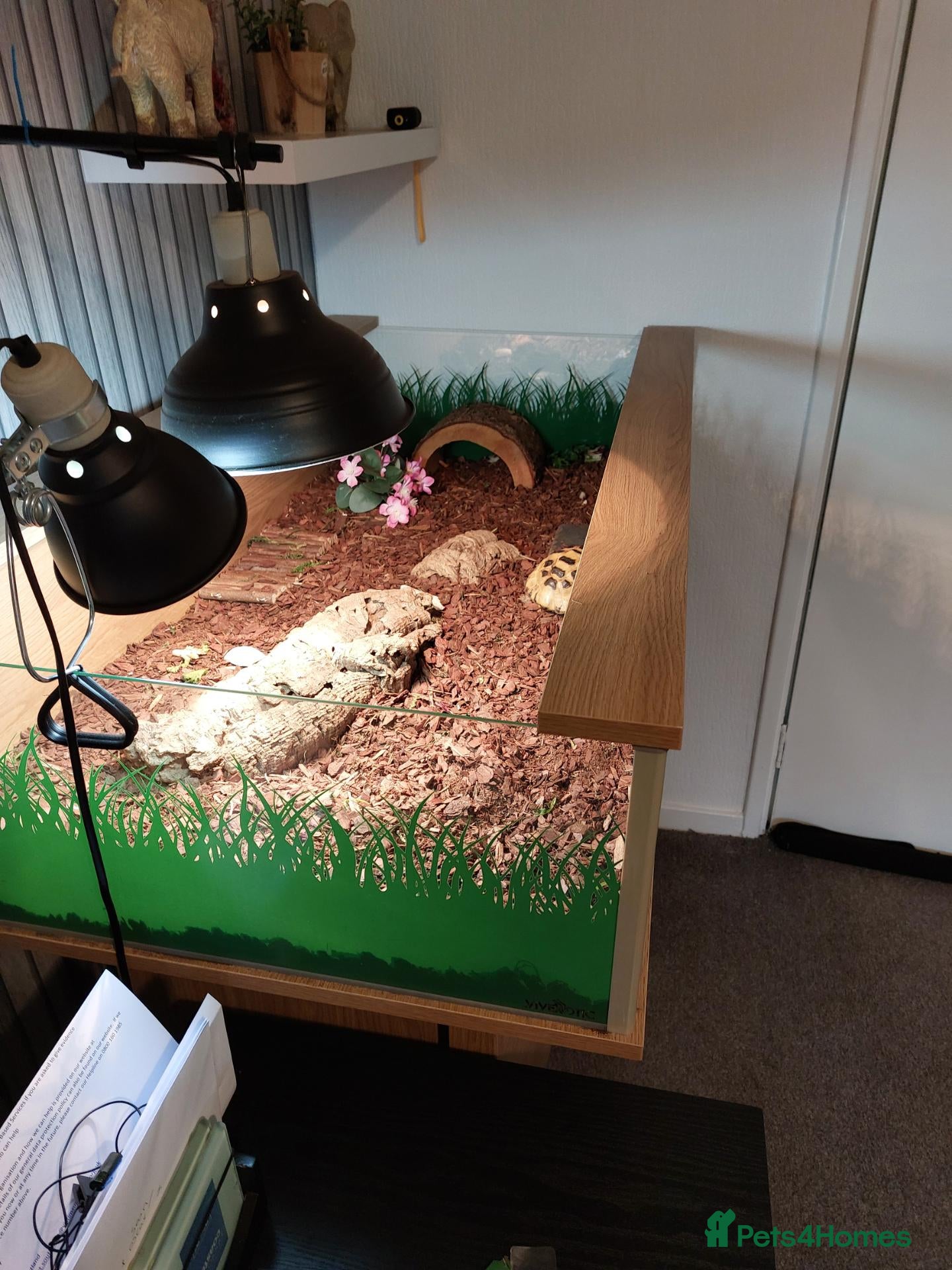 Tortoise reptiles Horsefeld tortoise & encloser &stand  - Advert 14