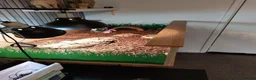 Tortoise reptiles for sale: Horsefeld tortoise & encloser &stand  in Irvine - Advert 1