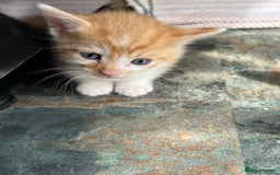 British Shorthair cats for sale: Shorthairs Uk Cat  - Image 25