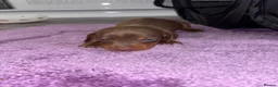 Miniature Dachshund dogs for sale: Beautiful dachshund puppy’s ready for  loving home - Advert 6