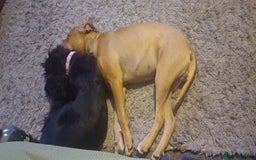 Mixed Breed dogs for sale: Fido the family dog - Image 2