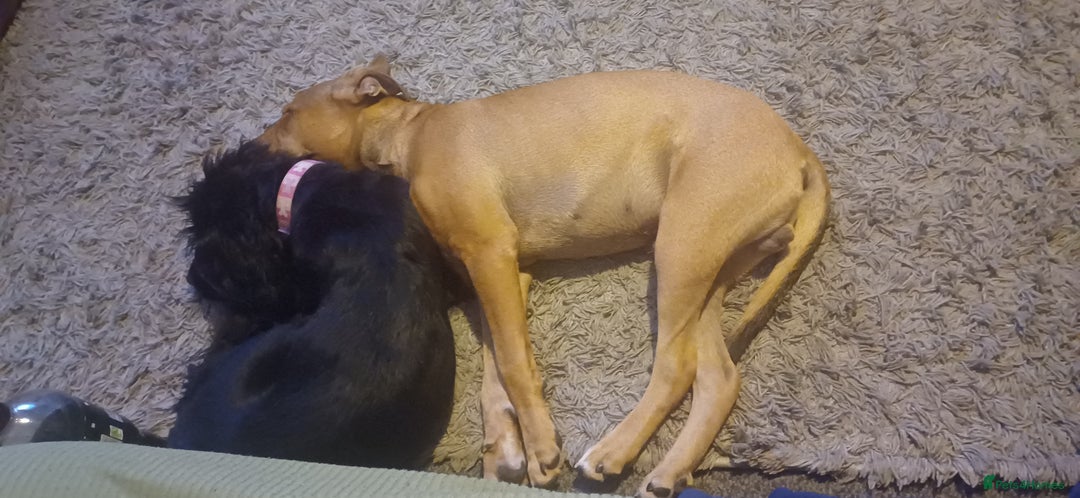 Mixed Breed dogs for sale: Fido the family dog - Image 2