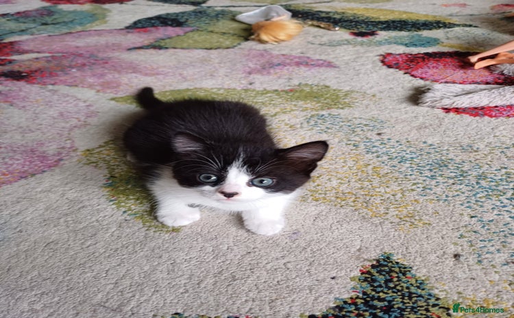 Domestic Shorthair cats - Advert 18