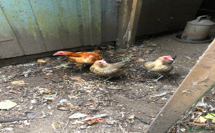 Chickens poultry - Advert 16