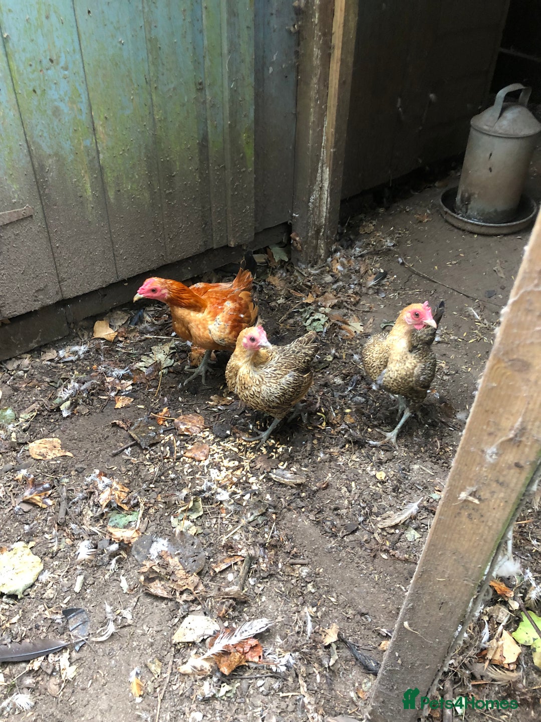 Chickens poultry for sale: Ginger old English game  - Image 1