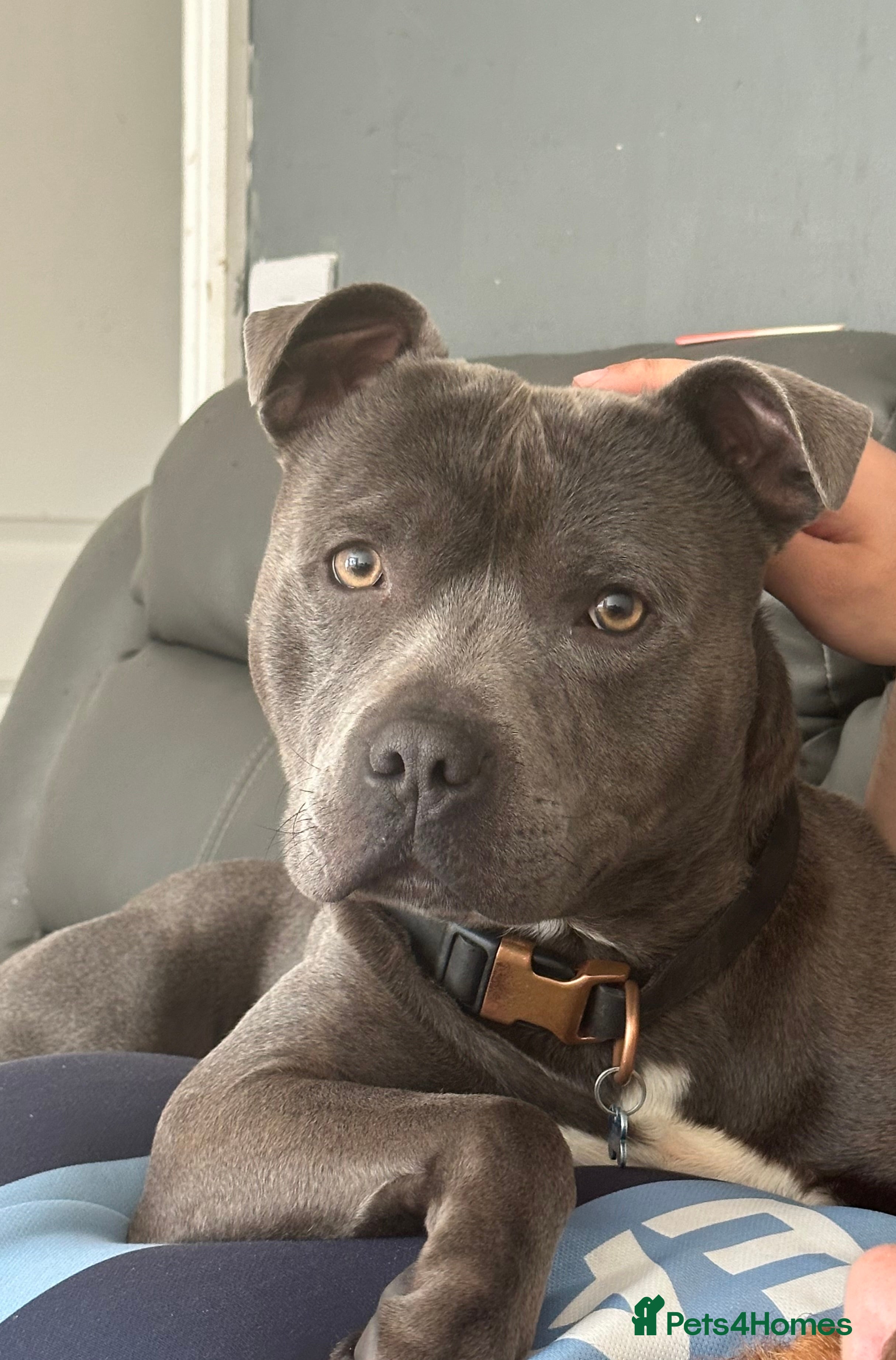 Staffordshire Bull Terrier dogs Blue Staffordshire Bull Terrier For Stud  - Advert 7