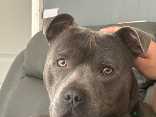 Staffordshire Bull Terrier dogs in Newport - Advert 8