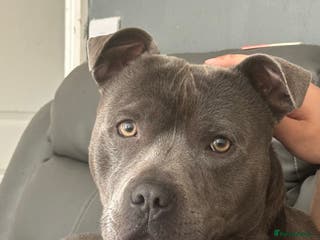 Staffordshire Bull Terrier dogs Blue Staffordshire Bull Terrier For Stud - Advert 6