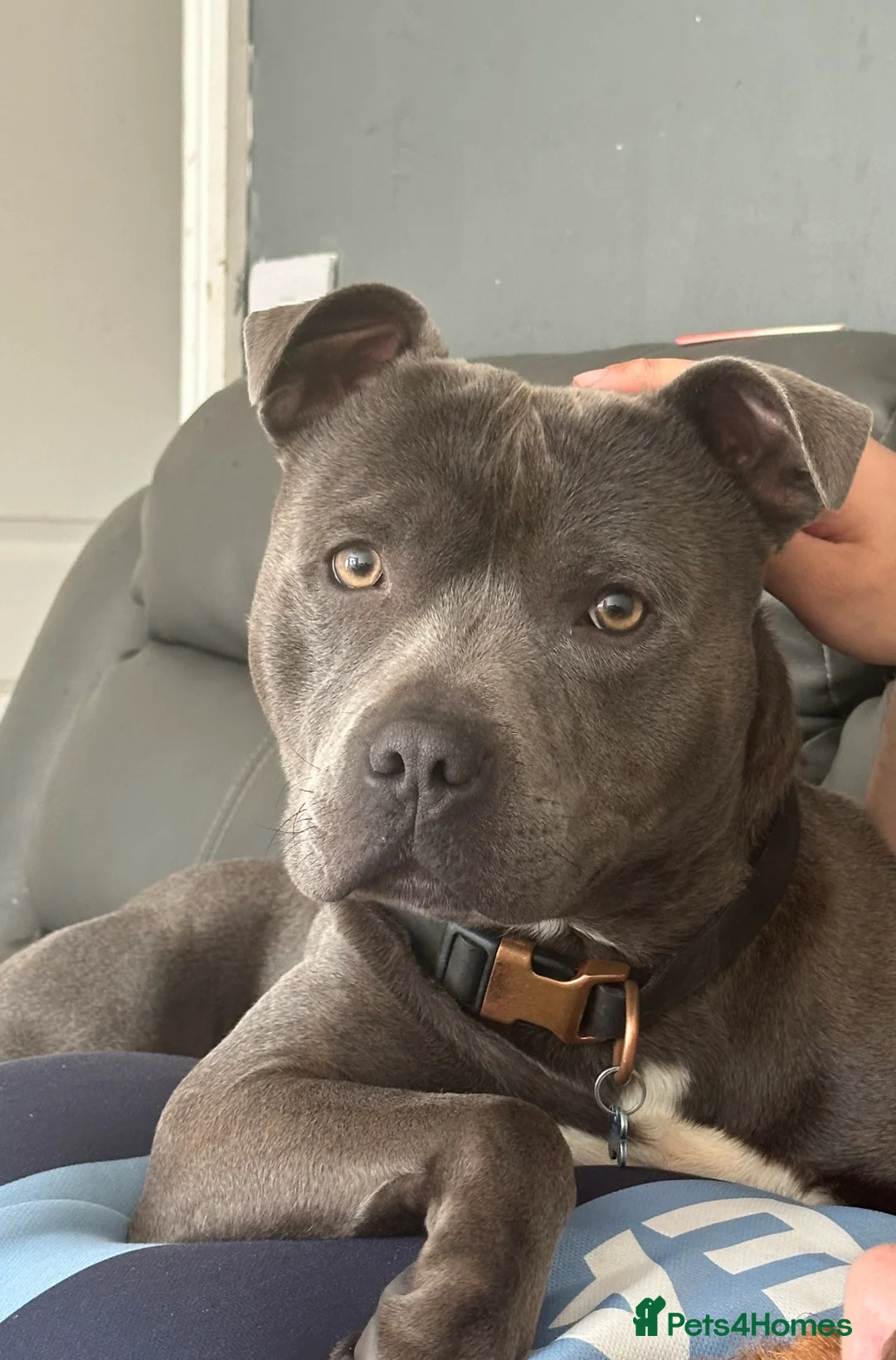 Staffordshire Bull Terrier dogs for stud: Blue Staffordshire Bull Terrier For Stud  - Advert 1